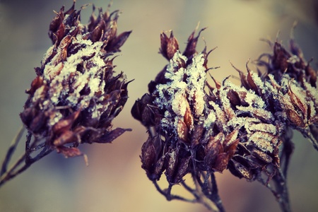 The picture shows a snow covered plantの写真素材