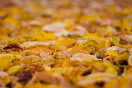 The picture shows colorful leaves.の写真素材