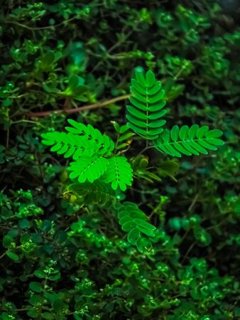 small treeの写真素材