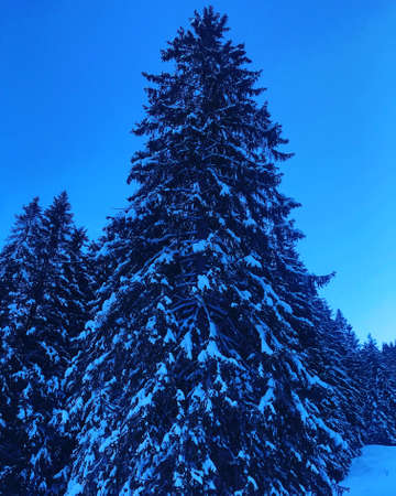 Winter landscape in Bavarian, Germanyの写真素材