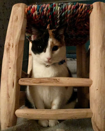 My lovely cat Amelie looking at meの写真素材