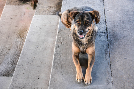 Thai breed dog sitting isolated on concrete floor waiting for his or her ownerの写真素材