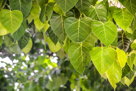 Bodhi tree leaves background. A Buddhism holy tree. Peacefulness background.