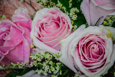 Pink roses bouquet closed up backgroundの写真素材