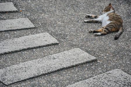 Fat fluffy cat sleeping near flat sandstone walking pathの写真素材