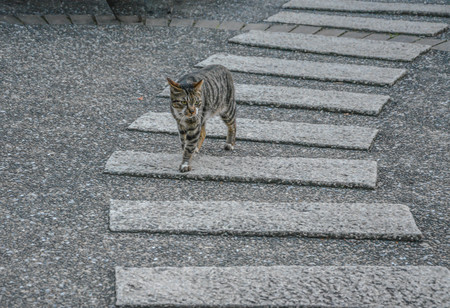 A solo stripe cat walking across walking road with evening sunlight. After a long day of work, it's time to go back home. Catwalk icon. Catwalk runway with light's on.の写真素材