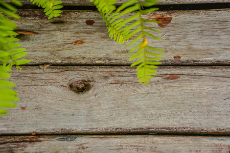 A wooden board background with lively green fern leavesの写真素材