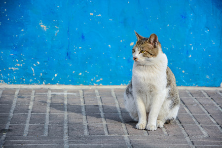 Isolated Furred Cat sit in front of Vintage blue wallpaper wall backgroundの写真素材