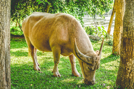 Thai elegant white buffalo eating grass isolated among peaceful nature of Kanchanaburi province,...