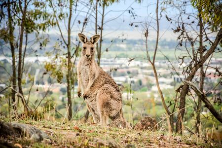 An Australian Kangaroo standing isolated look at the camera with blurred nature backgroundの写真素材