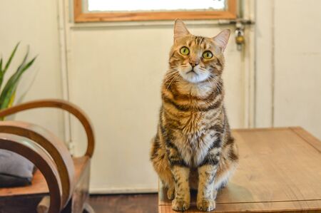 A furry striped cat looking up forward to camera asking for love and foodの写真素材