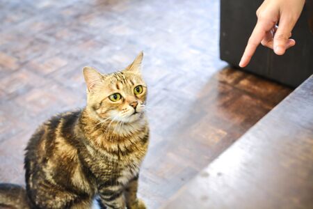 Human pointing a finger to order a cat to sit down and wait. Cat training to be obedientの写真素材