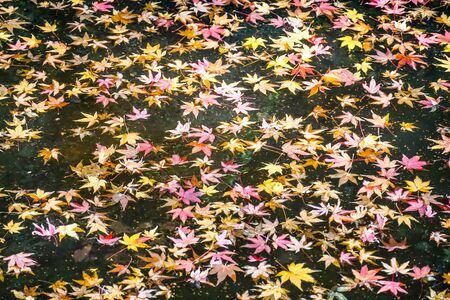 colorful autumn maple leaves floating on pond surface