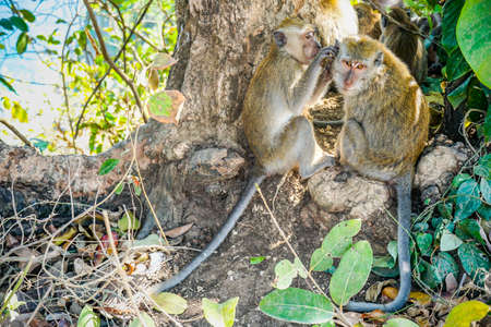 Two monkey are taking care and clean hair of each other