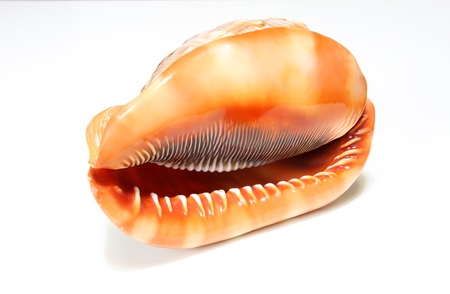 A conch and its bottomの写真素材