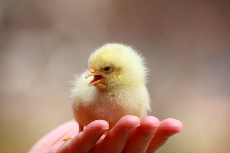 A small chick on the palmの写真素材