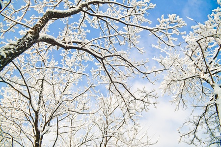 forest after heavy snow in a sunny dayの写真素材