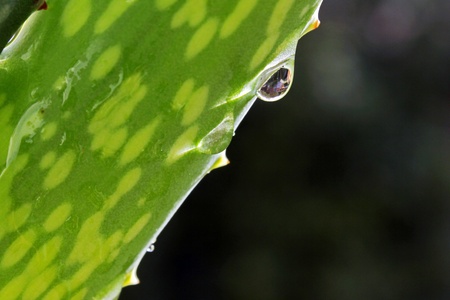 Aloe Veraの写真素材