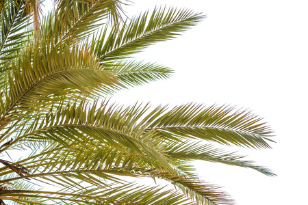 Palm leaves isolatedの写真素材