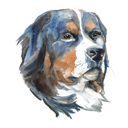 The sennenhund dog - isolated hand-painted watercolor shepherd dogの写真素材