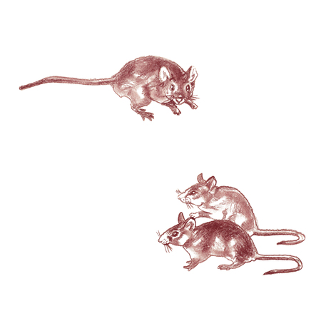 isolated hand-painted sanguine mouseの写真素材