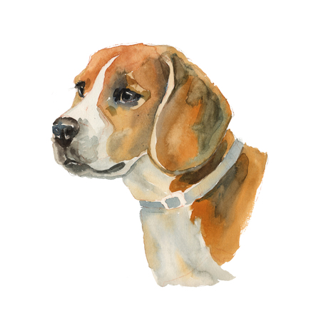 Beagle - hand painted, isolated on white background watercolor dog portraitの写真素材