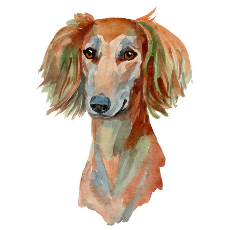 Saluki dog - hand painted, isolated on white background watercolor dog portraitの写真素材