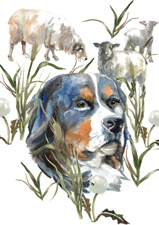 The Sennenhund dog, shepherd dogs card designs, editable logo, you can enter your logo or textの写真素材