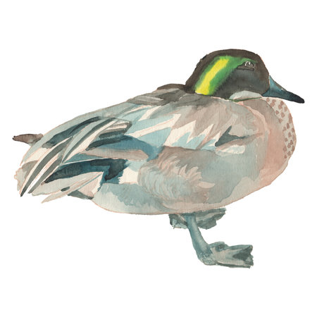 The fake duck. Hand painted, isolated on white background watercolor drawing of bird.の写真素材