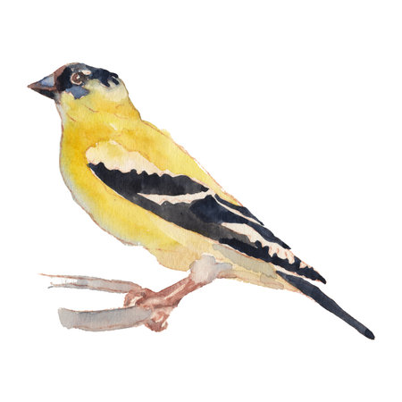 The American Goldfinch. Hand painted, isolated on white background watercolor drawing of bird.の写真素材