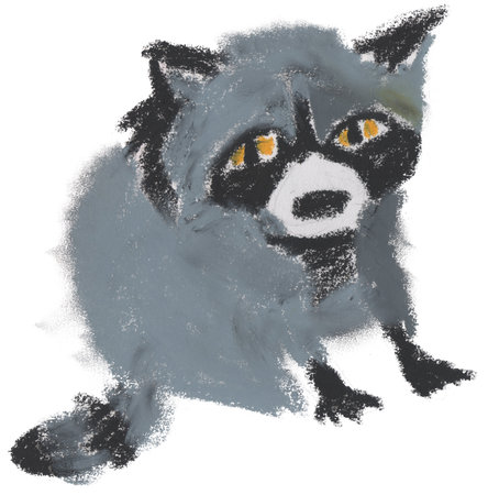 The raccoon. Hand painted, isolated on white background, oil pastel, raccoonの写真素材