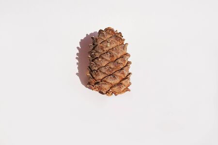Cone of Siberian Cedar on a white background.の写真素材