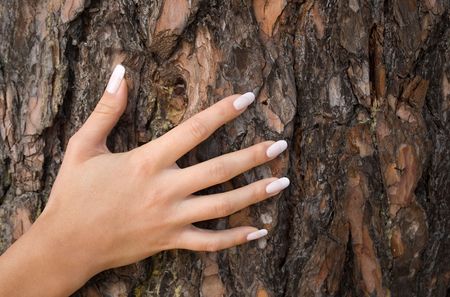 French manicure on a background of a bark-1の写真素材