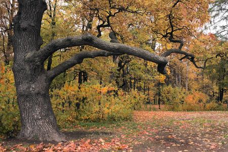Mighty branches of an old oak in a parkの写真素材