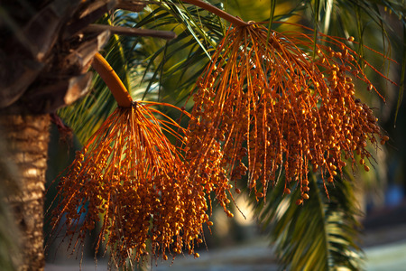 Close up of dates bunches