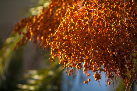 Close up of dates bunches