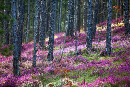 A field of purple forest heatherの写真素材