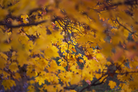 Fragment of fading foliage in autumn park