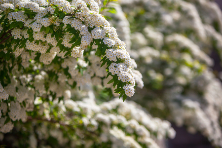 Fragment of a blossoming bush in a park