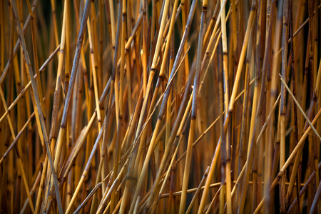 Fragment of a dry reed fieldの写真素材