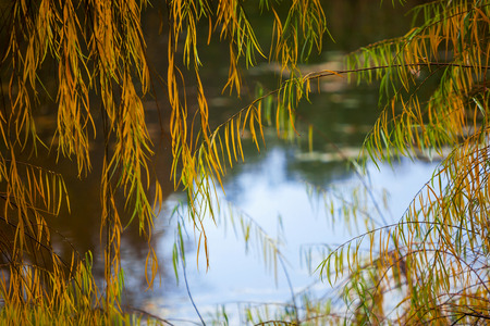 Fragment of fading foliage in autumn parkの写真素材