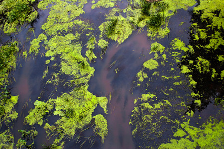 Abstract pattern of alga in a waterの写真素材