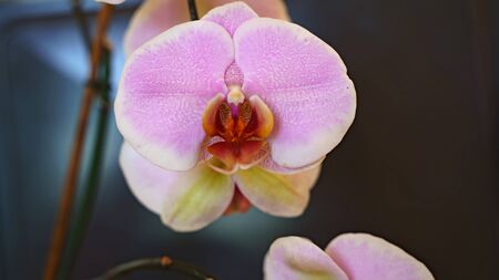 close-up of an orchid plantの写真素材