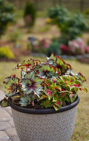 Colorful flowers in spring garden. Begonia rex called painted-leaf
