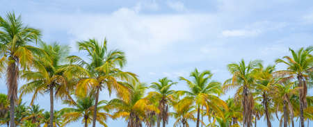 Beautiful tropical trees against sky. Rows of beautiful palm trees on cloudy sky. Palm trees...