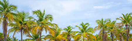 Beautiful tropical trees against sky. Rows of beautiful palm trees on cloudy sky. Palm trees background for banner. Florida, USA.の写真素材