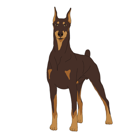 Doberman dog isolated realistic vector illustration colorのイラスト素材