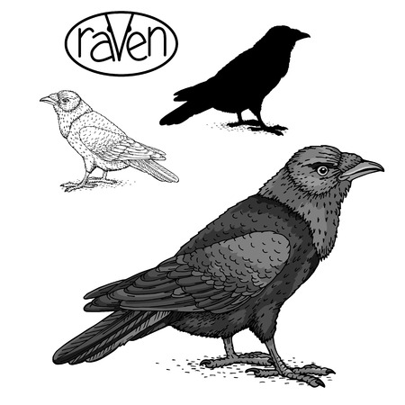 raven black silhouetteのイラスト素材