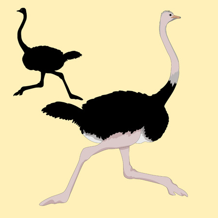 ostrich races realistic illustration black silhouetteのイラスト素材