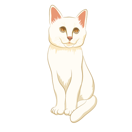 adult white cat sittingのイラスト素材